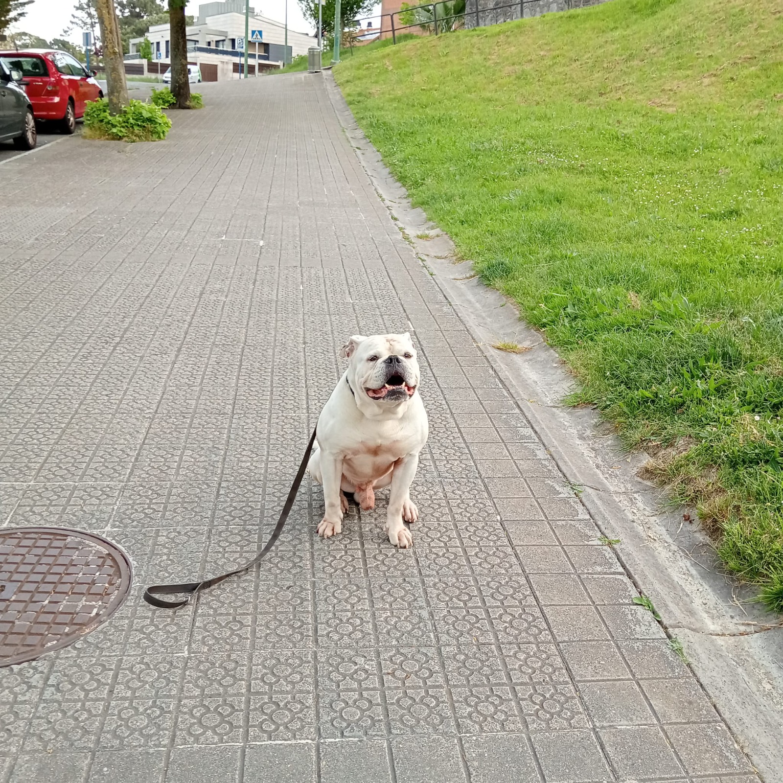 Adiestramiento canino en campo abierto