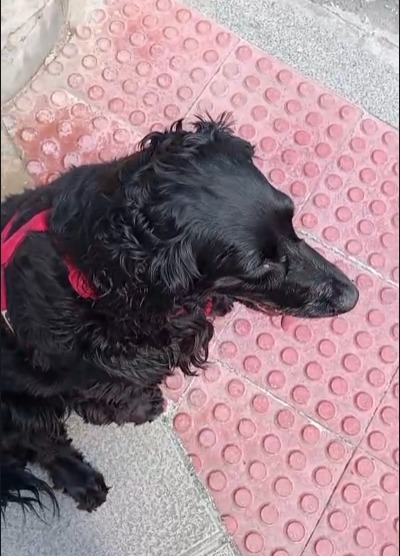 Sesión de entrenamiento canino