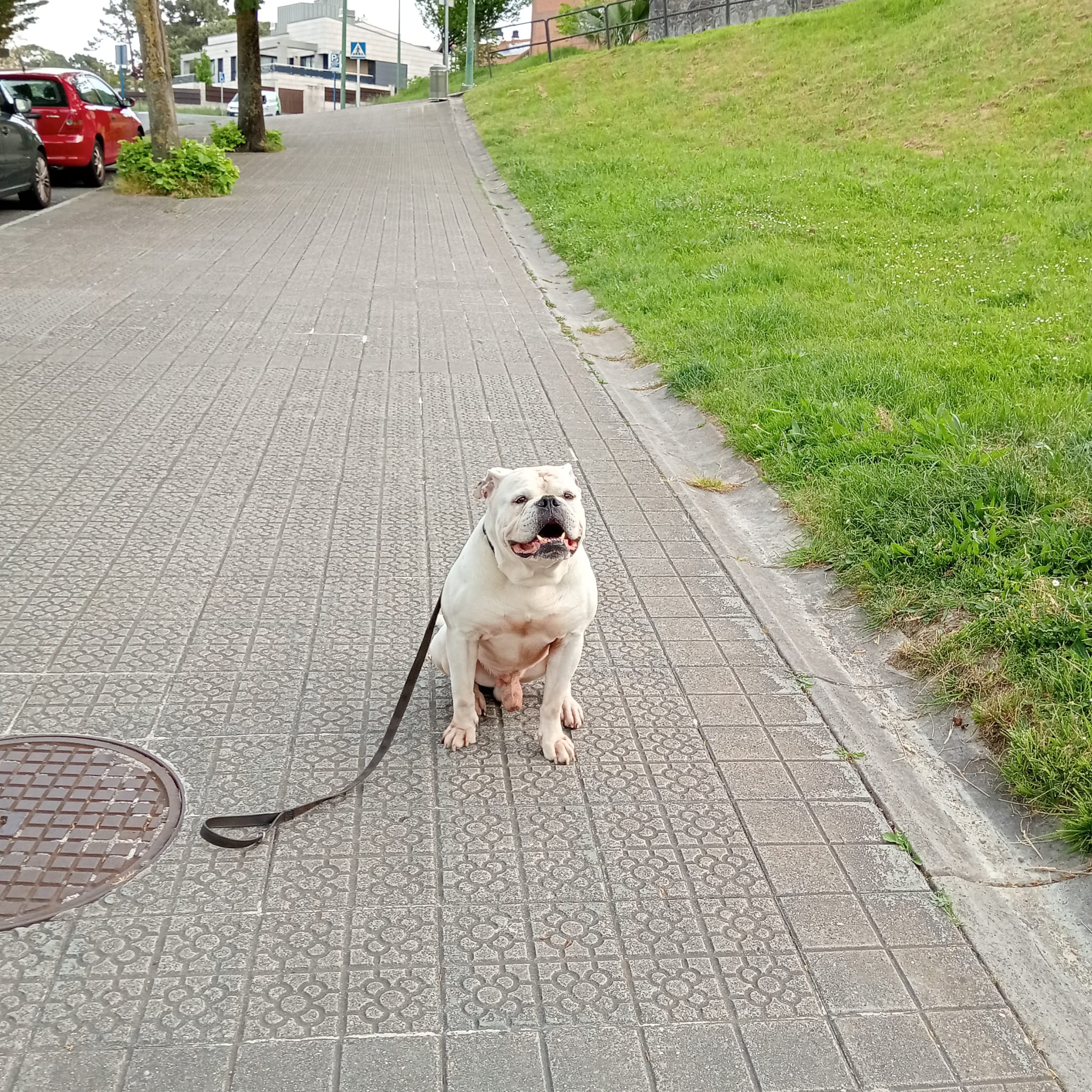 Perro entrenado en sesión de adiestramiento canino en Algorta